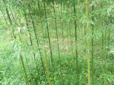 夏天适合种竹子吗？