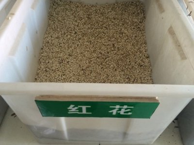 红花夏天能种吗？