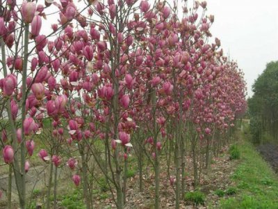 玉兰花新疆能种吗？