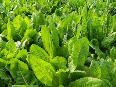 菊苣夏季可以播种吗？
