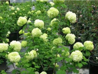 绣球是宿根花卉吗？