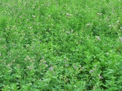 草鱼吃紫花苜蓿吗？