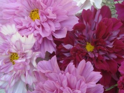 格桑花适合家里种吗？