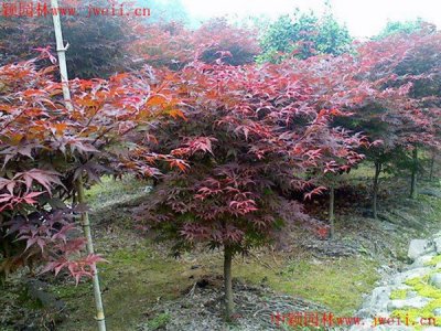 红枫夏天能栽活吗？