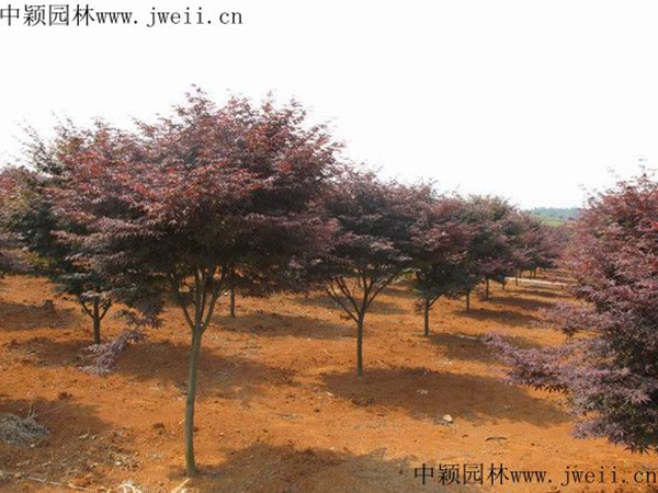 红枫3.jpg