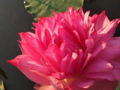 荷花适合北方种植吗？