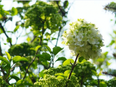 绣球是四季开花吗？