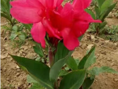 美人蕉是宿根花卉吗？