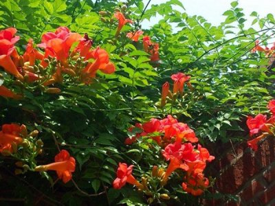 凌宵花耐高温吗？