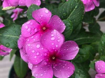 夏天可以种长春花吗？