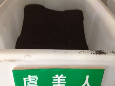 北方能养虞美人吗？