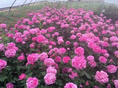 屋顶种花可以降温吗？