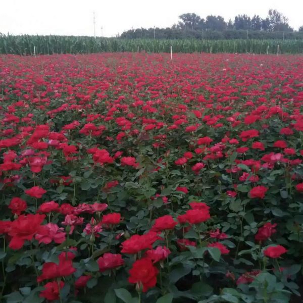 1649602056857592.jpg 月季花33.jpg