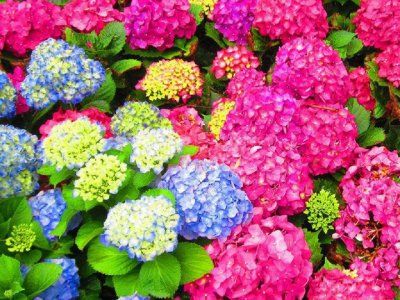 绣球花能用种子种吗？