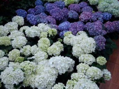 绣球花北方能过冬吗？