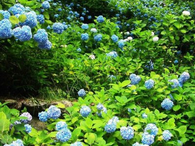 北京适合种绣球花吗？