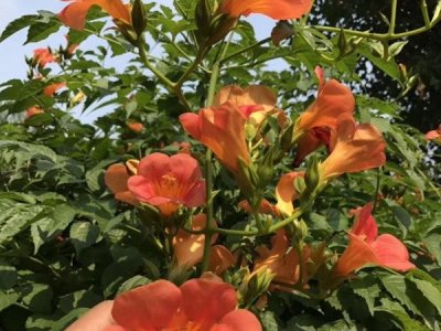 硬骨凌霄花会爬藤吗？