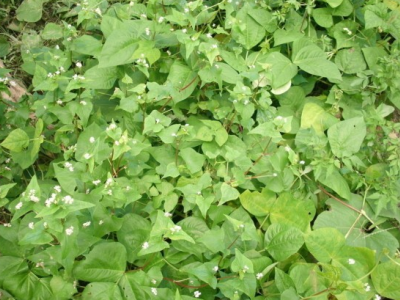 芥麦江苏可以种植吗？