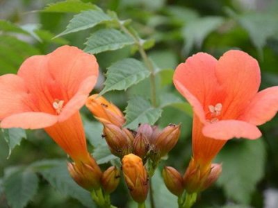 凌霄花老桩容易活吗？