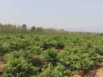 这季节可以种香椿籽吗？