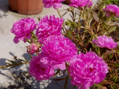 夏天可以种花种子吗？