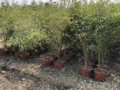 竹子在河北可以种植吗？