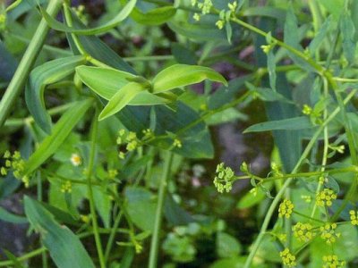 柴胡夏天可以种植吗？