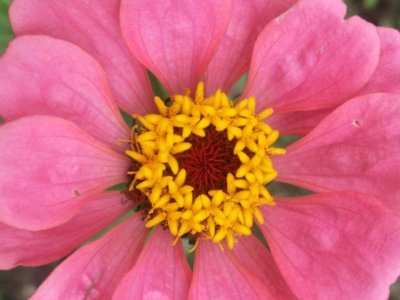 波斯菊开完花会死吗？
