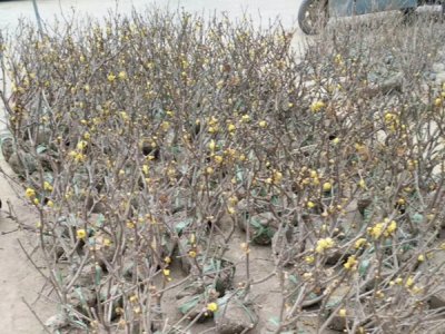 腊梅在东北可以栽种吗？