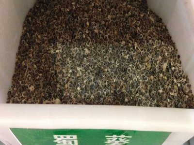 蜀葵七月能种种子吗？