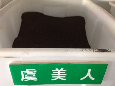 虞美人是宿根花卉吗？
