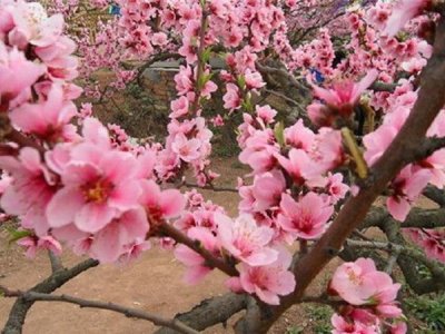福建可以种植桃子吗？