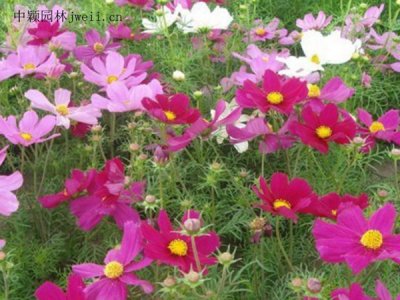 格桑花又叫波斯菊吗？