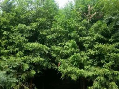 水杉树北方能种植吗？
