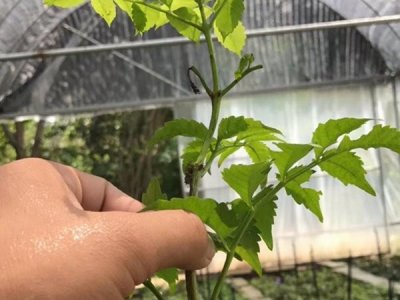 凌霄会破坏房屋吗？