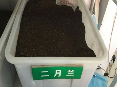 二月兰是多年生植物吗？