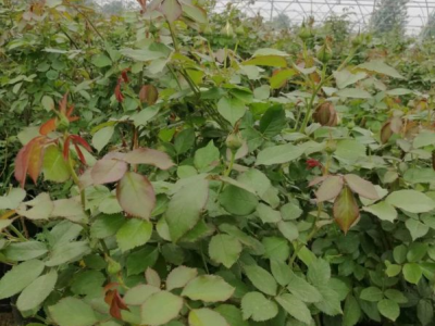 广东适合种蔷薇花吗？