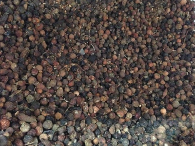 七月种玫瑰花枝能活吗？