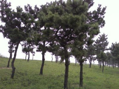 黑松夏天可以栽活吗？