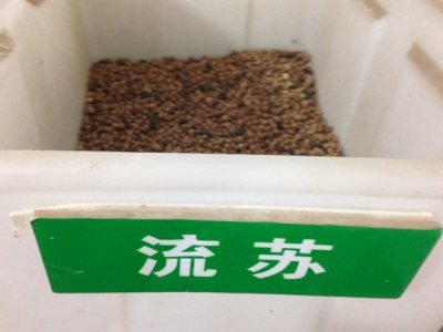 六月还能种流苏种子吗？