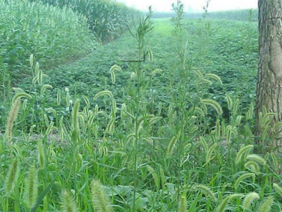 夏天能种狗尾巴草吗？