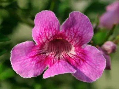 凌霄花移盆后容易活吗？