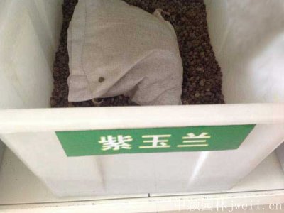 玉兰花树种子能种吗？