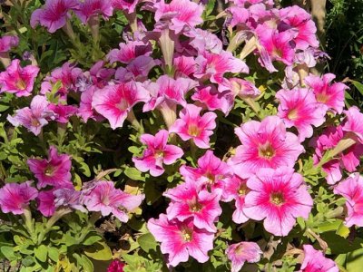 矮牵牛是宿根花卉吗？
