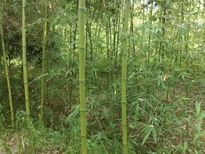 北方6月能种竹子吗？