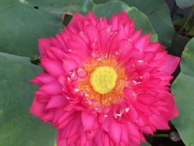 6月份还能种荷花吗？