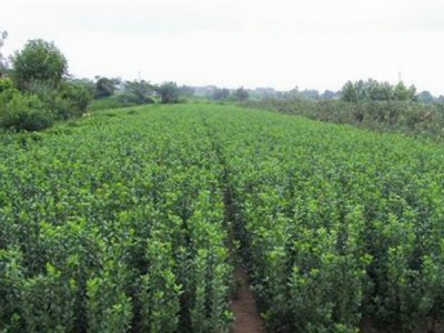 大叶黄杨是常绿植物吗？