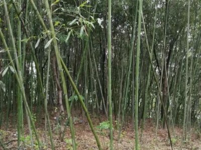 六月栽竹子成活率高吗？