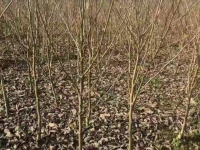 玉兰适合在北方种植吗？