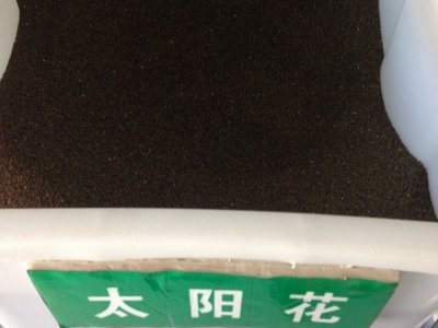 太阳花移植存活率高吗？